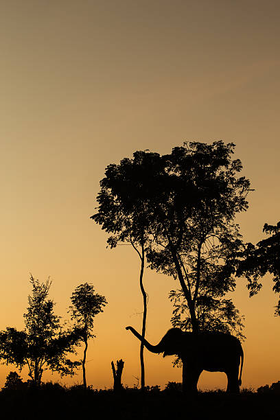 istock asia elephant in the forest at sunset 526598745