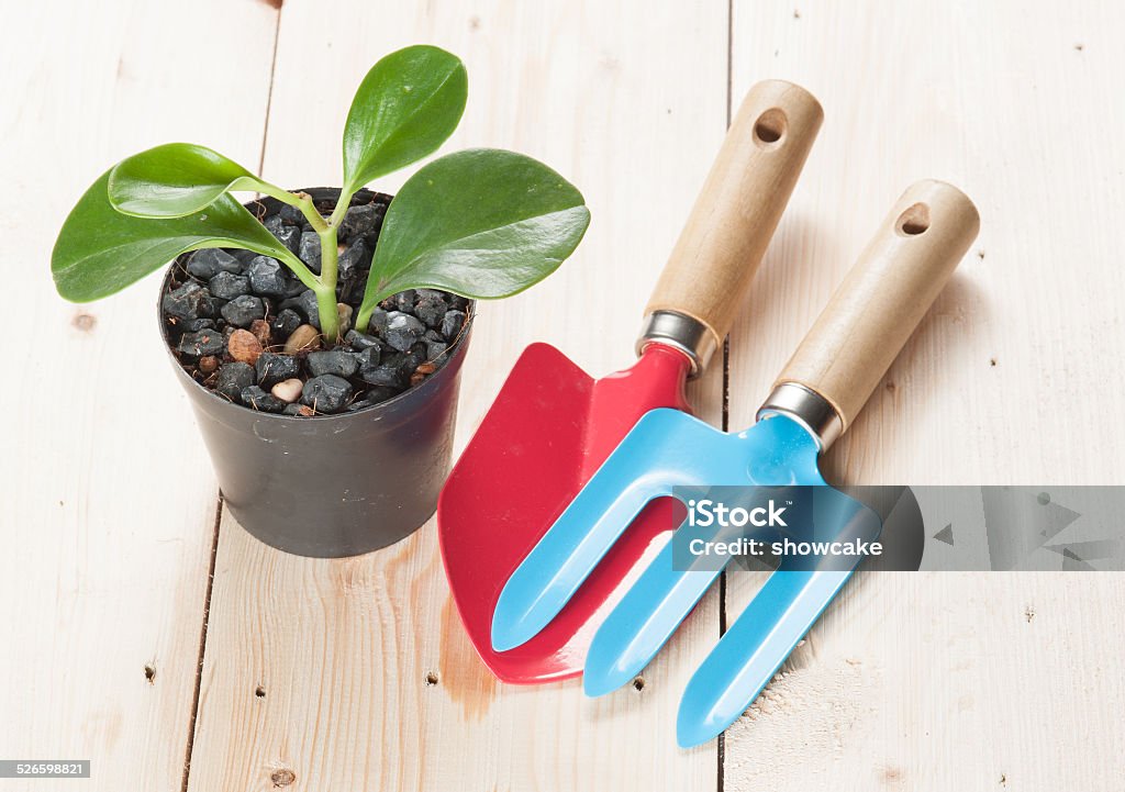 Gardening tools and plant Gardening tools and plant on wooden background Agriculture Stock Photo