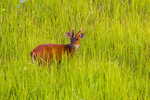 Male Barking Deer (Muntjacs or Mastreani deer) turn to see us in nature at Khaoyai national park,Thailand