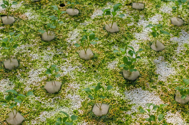 hydroponic gemüse wächst - technology farm cameron highlands agriculture stock-fotos und bilder