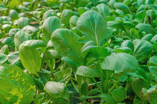 hydroponic verdure crescenti - technology farm cameron highlands agriculture foto e immagini stock