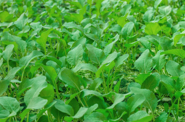 hydroponic verdure crescenti - technology farm cameron highlands agriculture foto e immagini stock