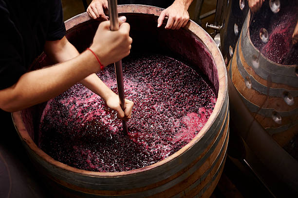 plunging the grapes cap to extract color - vino rosso foto e immagini stock