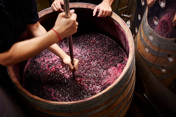 plunging the grapes cap to extract color - winemaking стоковые фото и изображения