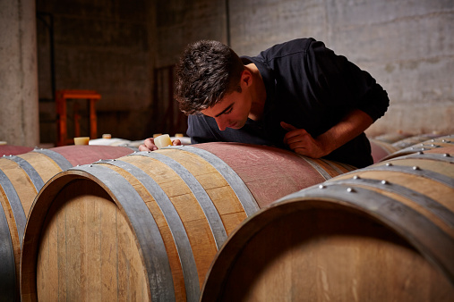 Oenologist looking inside a French oak barrel to check the wine process at wine cellar