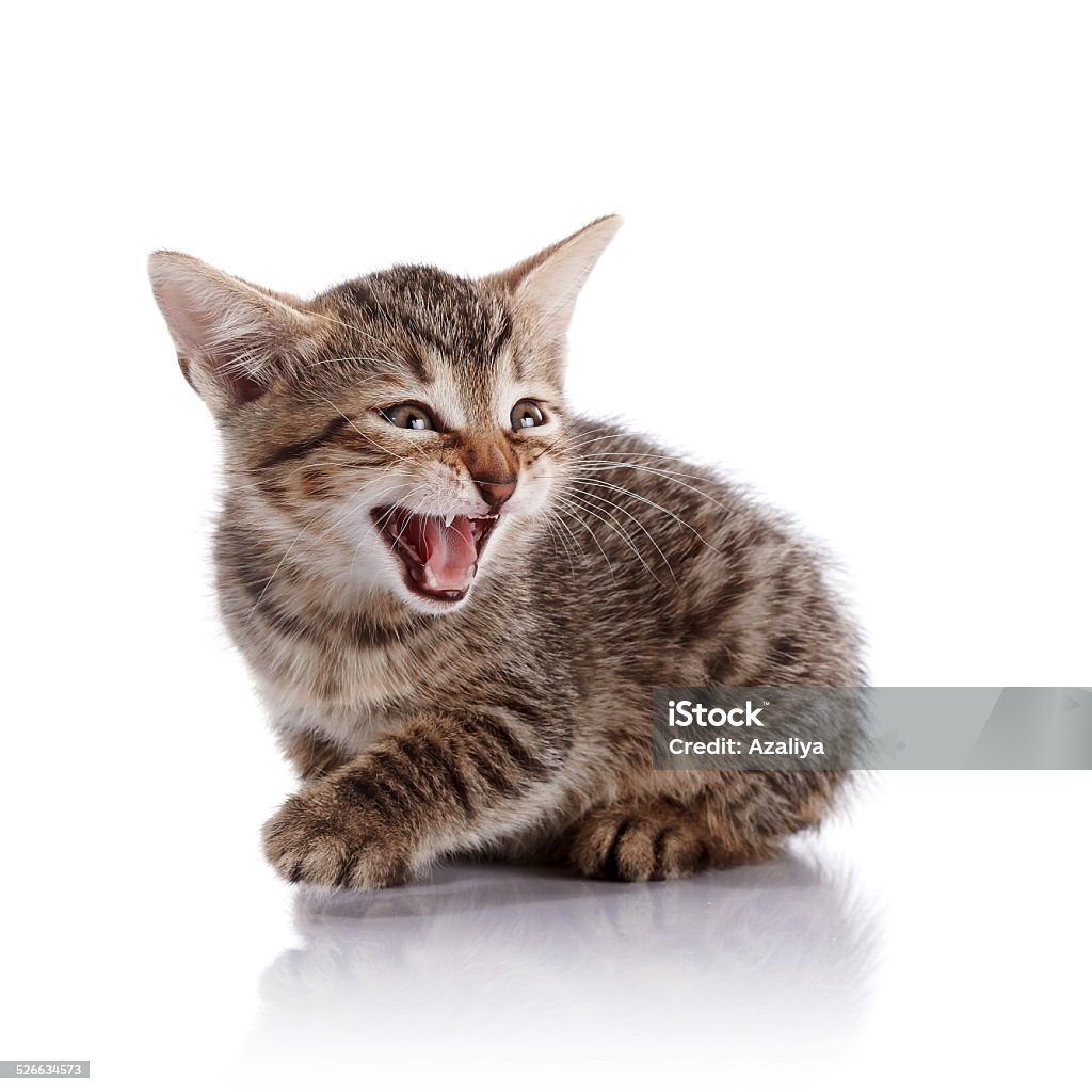 O mewing listrado pequena filhote de gato. - Foto de stock de Animal royalty-free O mewing listrado pequena filhote de gato. - Foto de stock de Animal royalty-free