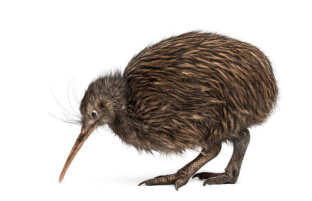 istock North Island Brown Kiwi, Apteryx mantelli 526637149