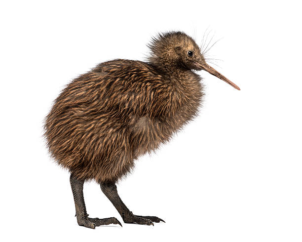 istock North Island Brown Kiwi, Apteryx mantelli, 3 months old 526637151