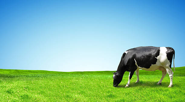 istock The cow is grazed on a green field after a rain. 526638105