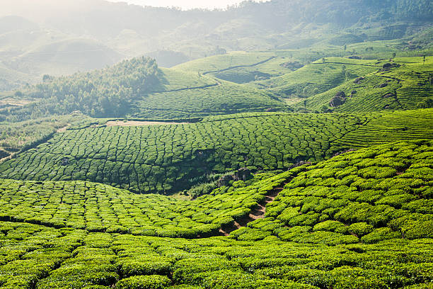 istock Green tea plantations in Munnar, Kerala, India 526638403