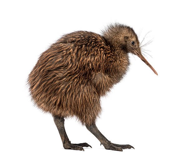 istock North Island Brown Kiwi, Apteryx mantelli, 3 months old 526638625