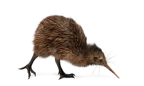6,534 Kiwi Animal Stock Photos, Pictures & Royalty-Free Images - iStock |  Kiwi bird, New zealand kiwi, North island brown kiwi