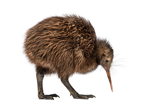 istock North Island Brown Kiwi, Apteryx mantelli, 3 months old 526638631