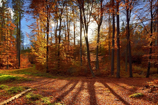 beautiful colorful autumn park in sunny day