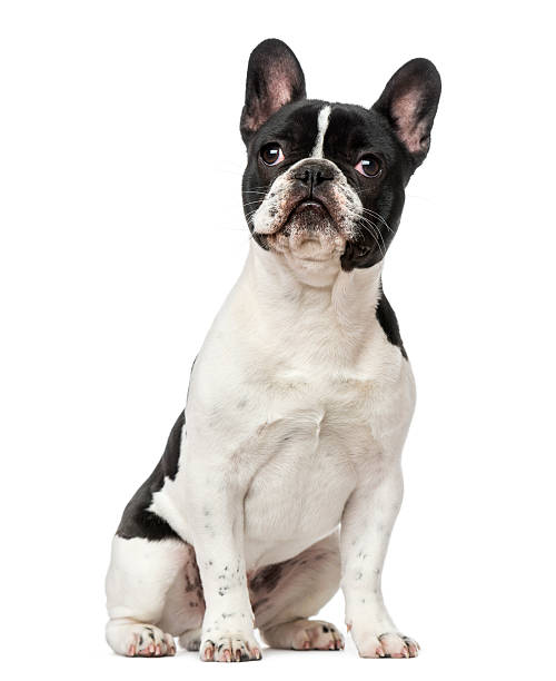 istock French Bulldog puppy (6 months old) 526641715