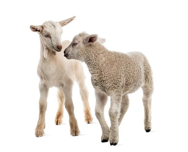 agneau et de chèvre enfant (8 semaines old) isolé sur blanc - chevreau photos et images de collection