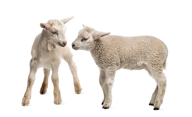istock Lamb and goat kid (8 weeks old) isolated on white 526641815