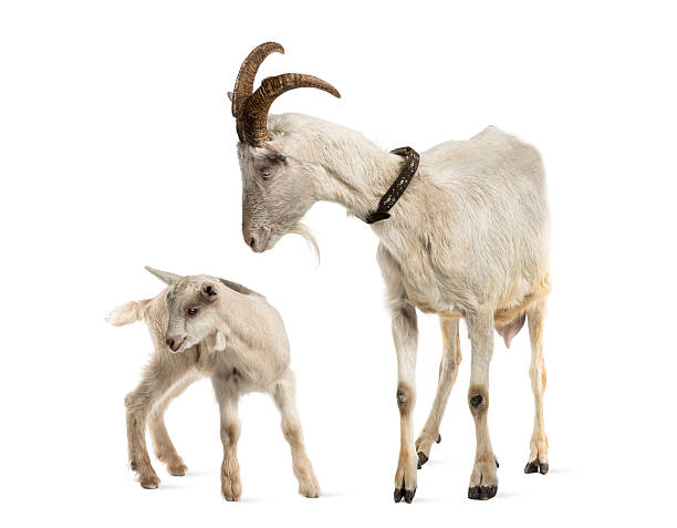 istock mother goat and her kid (8 weeks old) 526641931