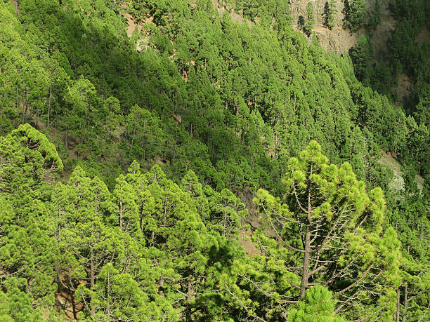 istock Pine tree forest in Spain. Canary Islands. La Palma 526650707