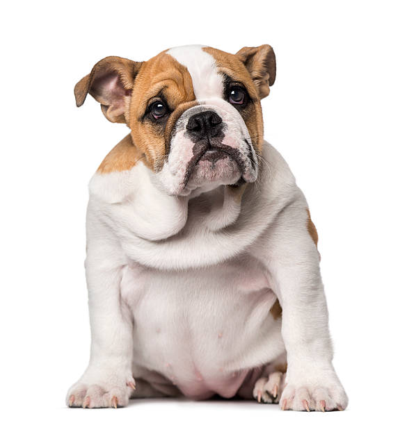 istock English Bulldog puppy (3 months old) 526650847