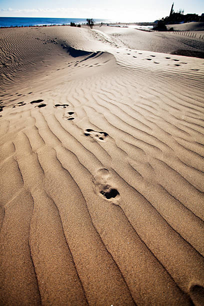 istock Sand dunes in Gran Canaria, Spain 526650873