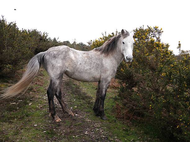 istock wild grey horse standing new forest national park winter 526651431