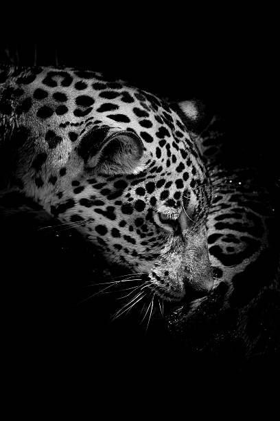 istock portrait of a bengal tiger. 526652289