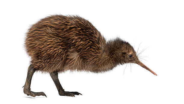 istock North Island Brown Kiwi, Apteryx mantelli, 3 months old 526653481