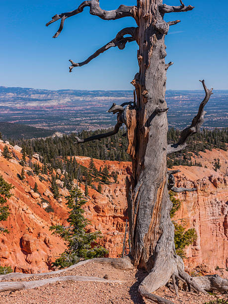 parc national de bryce canyon. rainbow point. le long de la boucle de bristlecone - bristlecone pine photos et images de collection