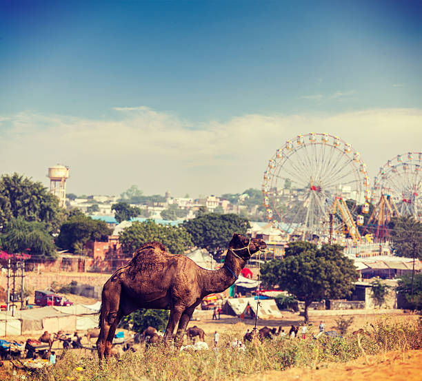 The camel market 'Souq Al Jamal' in Rijadh suburb