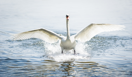 beautiful landing mute swan at a lake near vienna