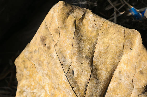 istock Dry leaf details and very high-res for backgrond 526656133