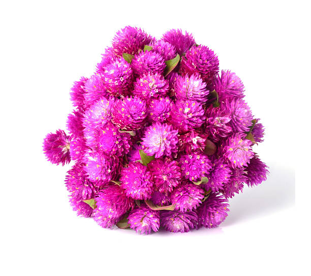 istock Globe amaranth or Gomphrena globosa isolated on white background 526656465