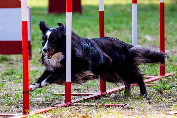 istock Agility dog with a Shetland Sheepdog 526662651