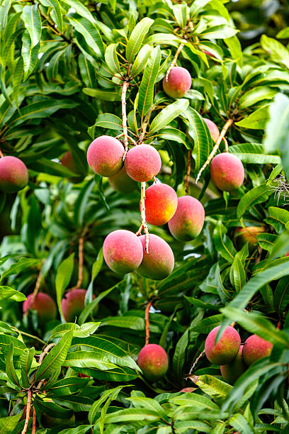 istock Tropical fruits - ripe mangoes growing on tree 526663985