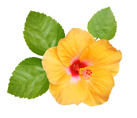 Hibiscus rosa-sinensis, a evergreen bush with glossy leaves and brilliant flowers, is a species of tropical hibiscus known as Chinese hibiscus and China rose.