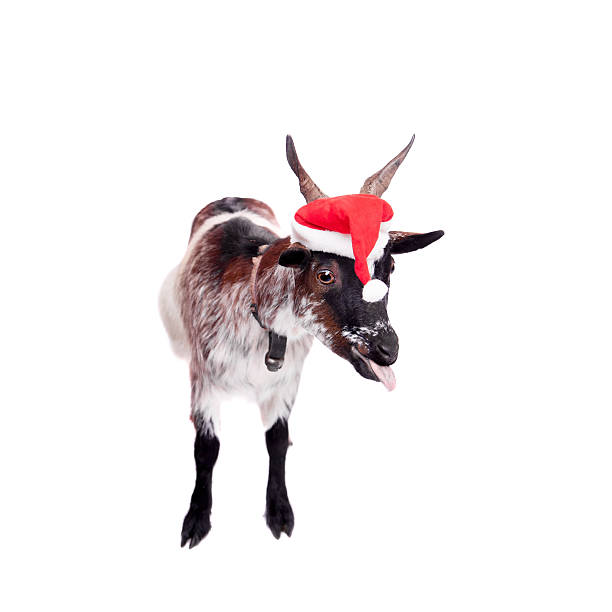istock Portrait Of dwarf Goat in christmas hat On White 526664559