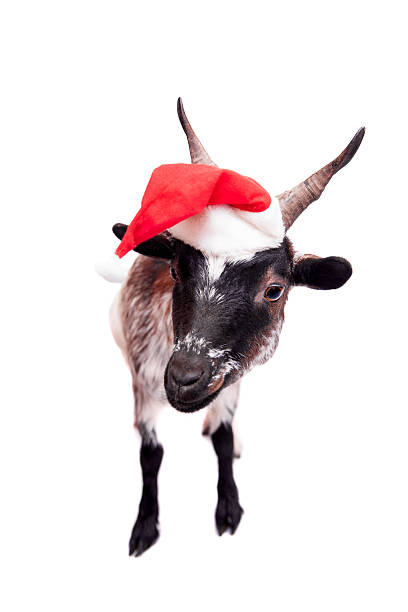 istock Portrait Of dwarf Goat in christmas hat On White 526664563