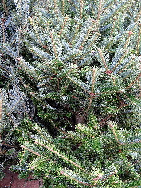 изображение real еловые/сосновые/пихтовые noble-рождество деревьев на продажу - noble fir стоковые фото и изображения