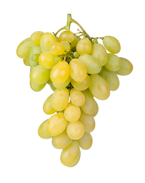 istock Branch of green grapes 526666129