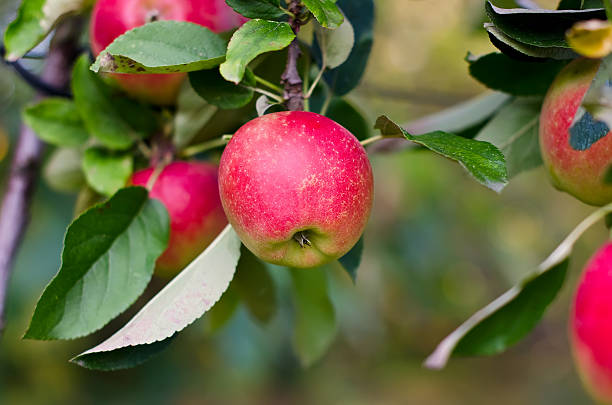 istock Red apple on tree with leaves in a garden 526669163