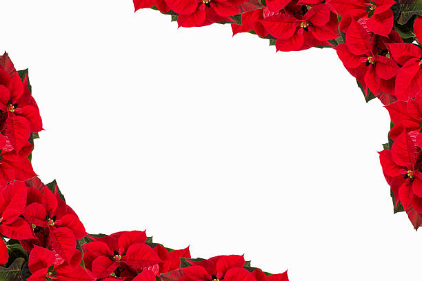 istock border from christmas flowers 526669599