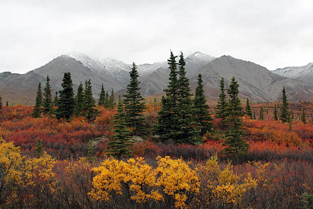 Black and white spruce trees,and beautiful fall color in Denali National Park Alaska