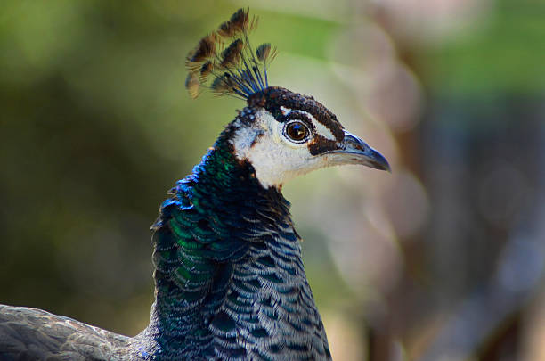 Peacock stock photo
