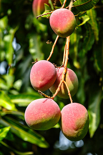 istock Tropical fruits - ripe mangoes growing on tree 526670535