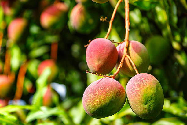 istock Tropical fruits - ripe mangoes growing on tree 526670569