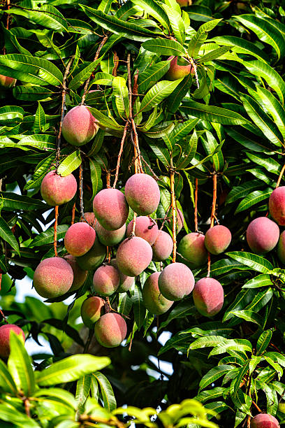 istock Tropical fruits - ripe mangoes growing on tree 526682559