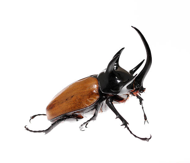 istock Golden five horned rhino beetle on a white background. 526684885
