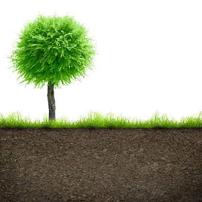 green grass and tree with in soil isolated on white background