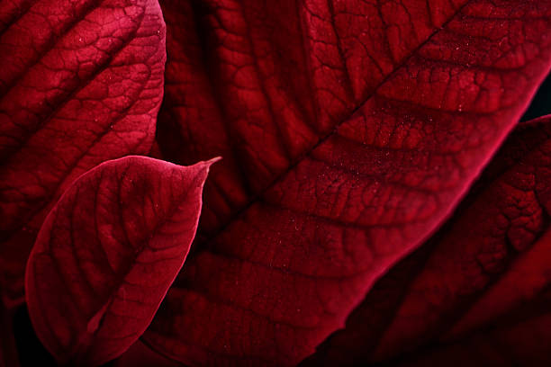 istock Poinsettia Leaves Macro 526687239